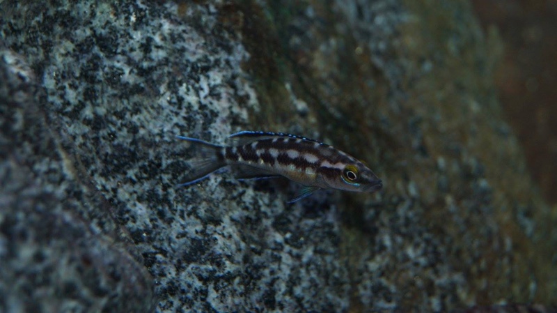 Neolamprologus buescheri 'Kombe'